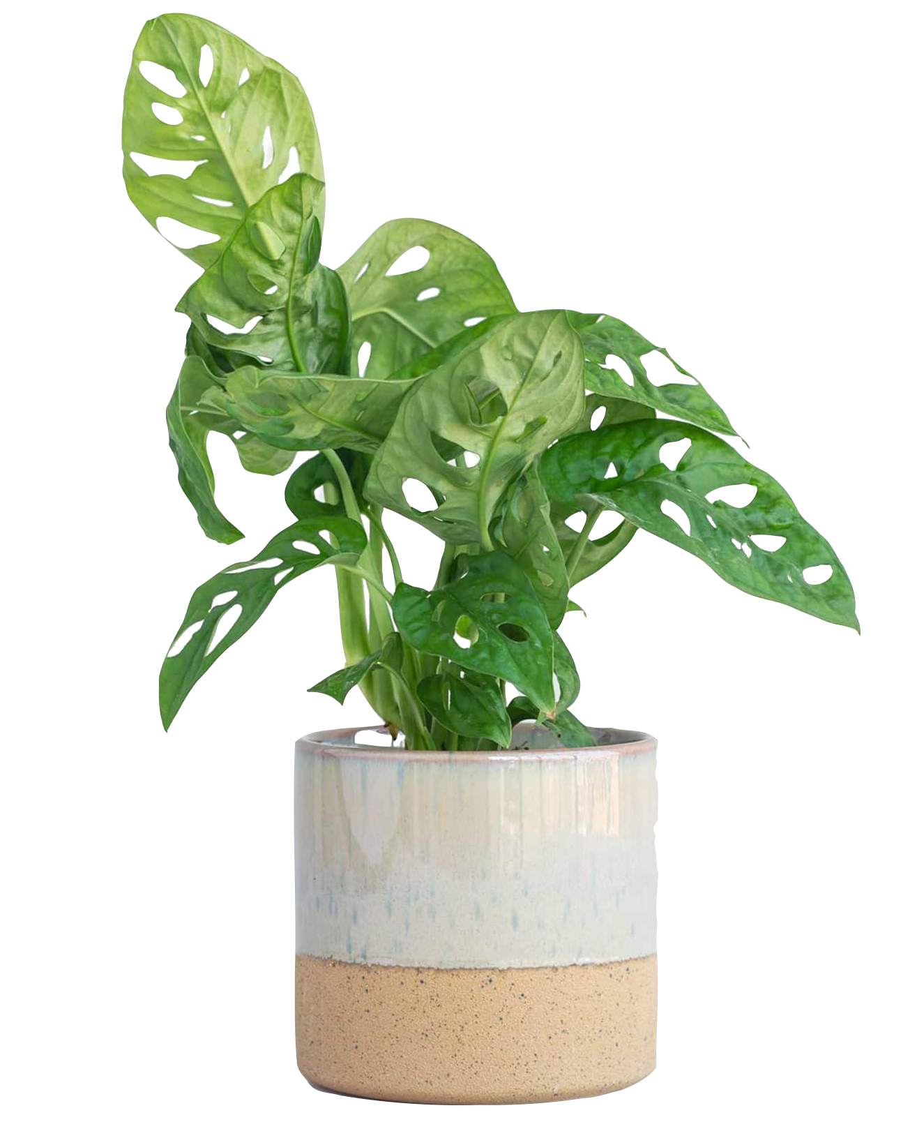 Swiss Cheese Vine Greenit Qatar