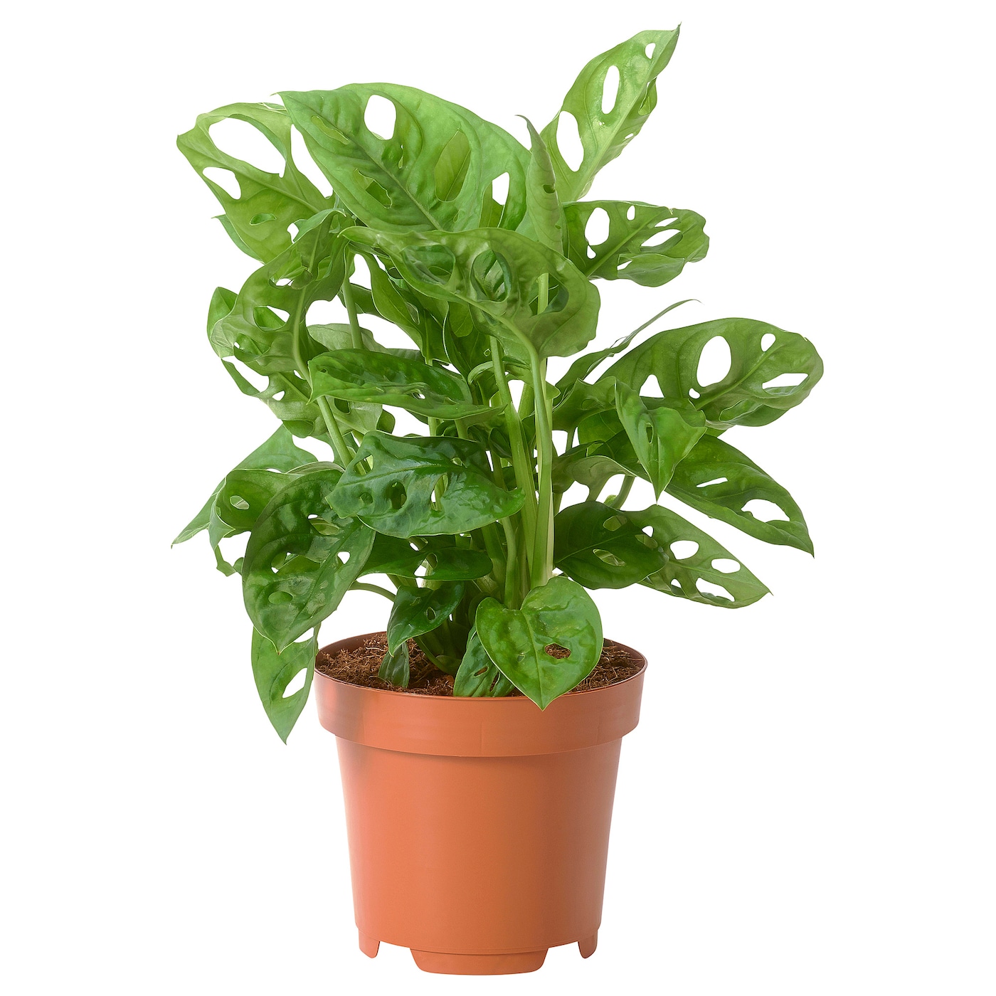 Swiss Cheese Vine Greenit Qatar