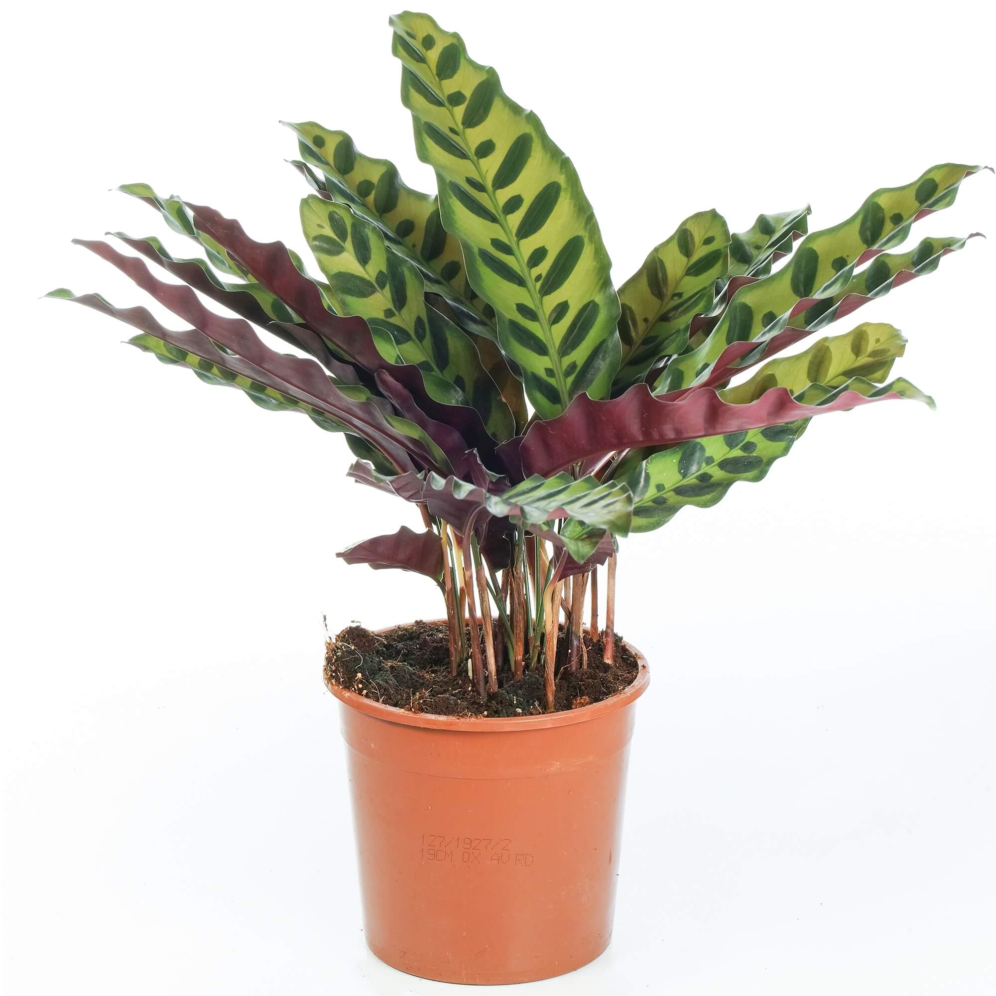 Rattlesnake Plant | Greenit Qatar