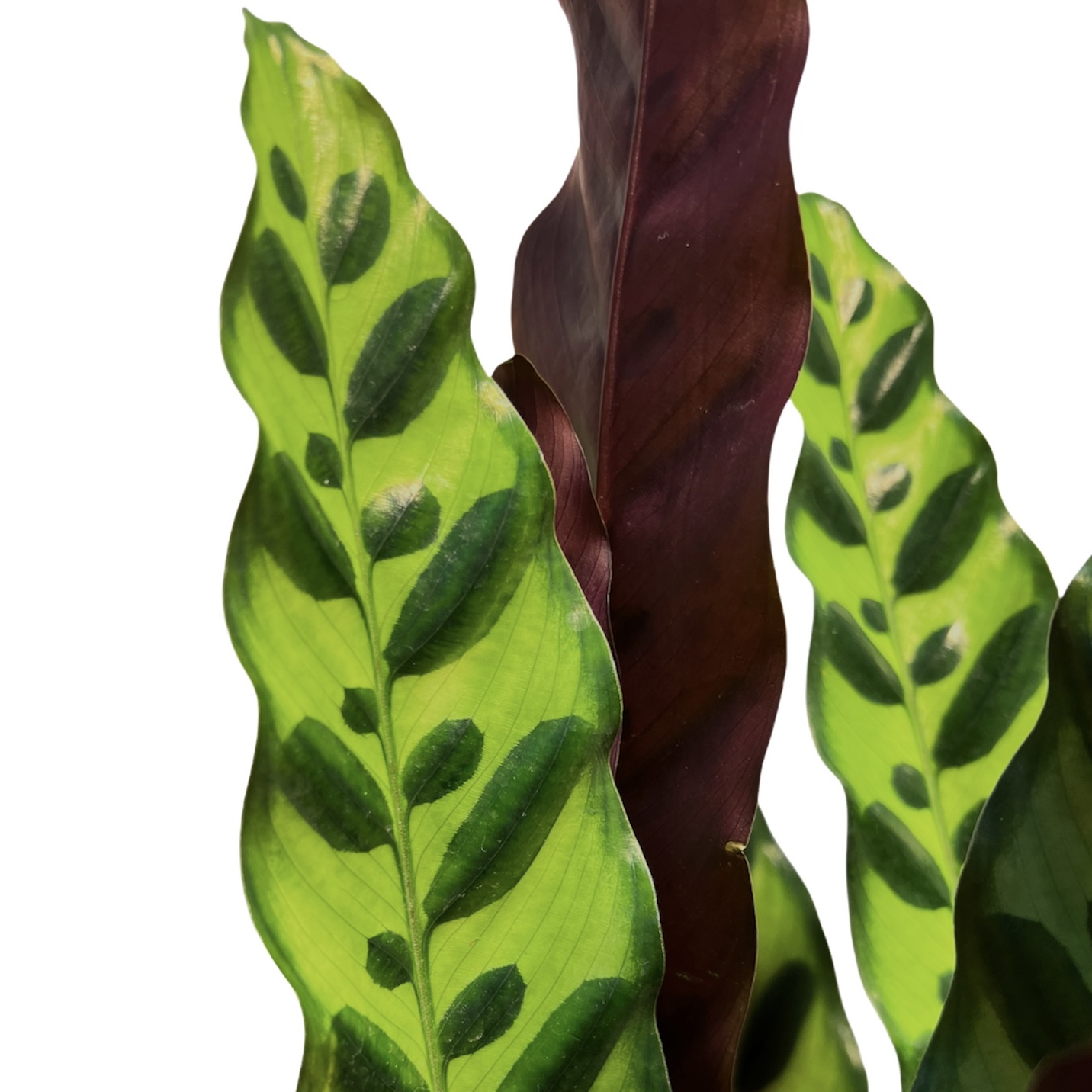 Rattlesnake Plant | Greenit Qatar