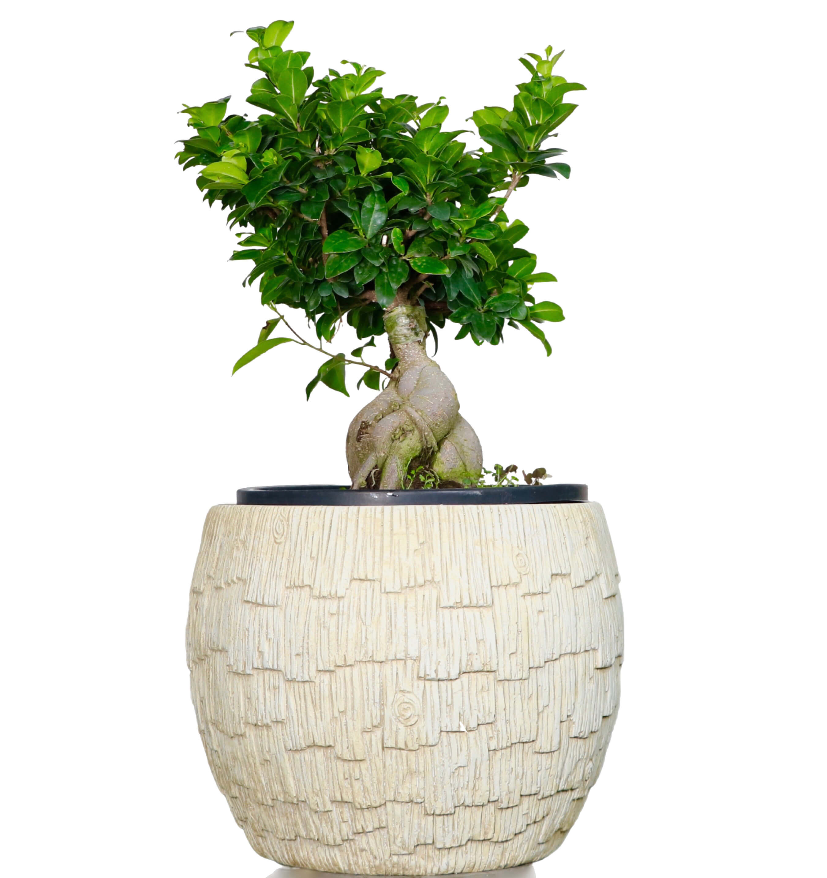 Curtain Fig Bonsai Greenit Qatar