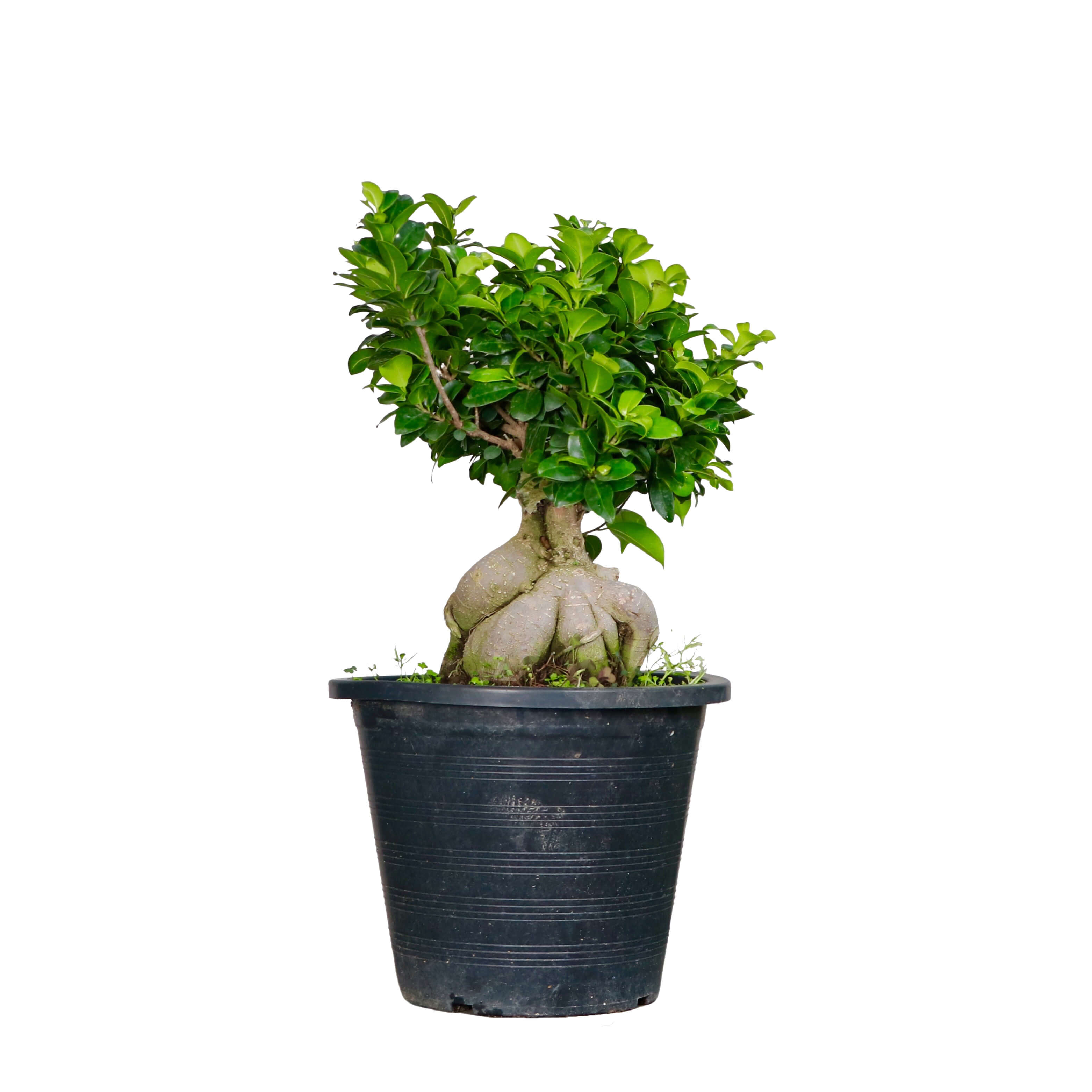 Curtain Fig Bonsai Greenit Qatar