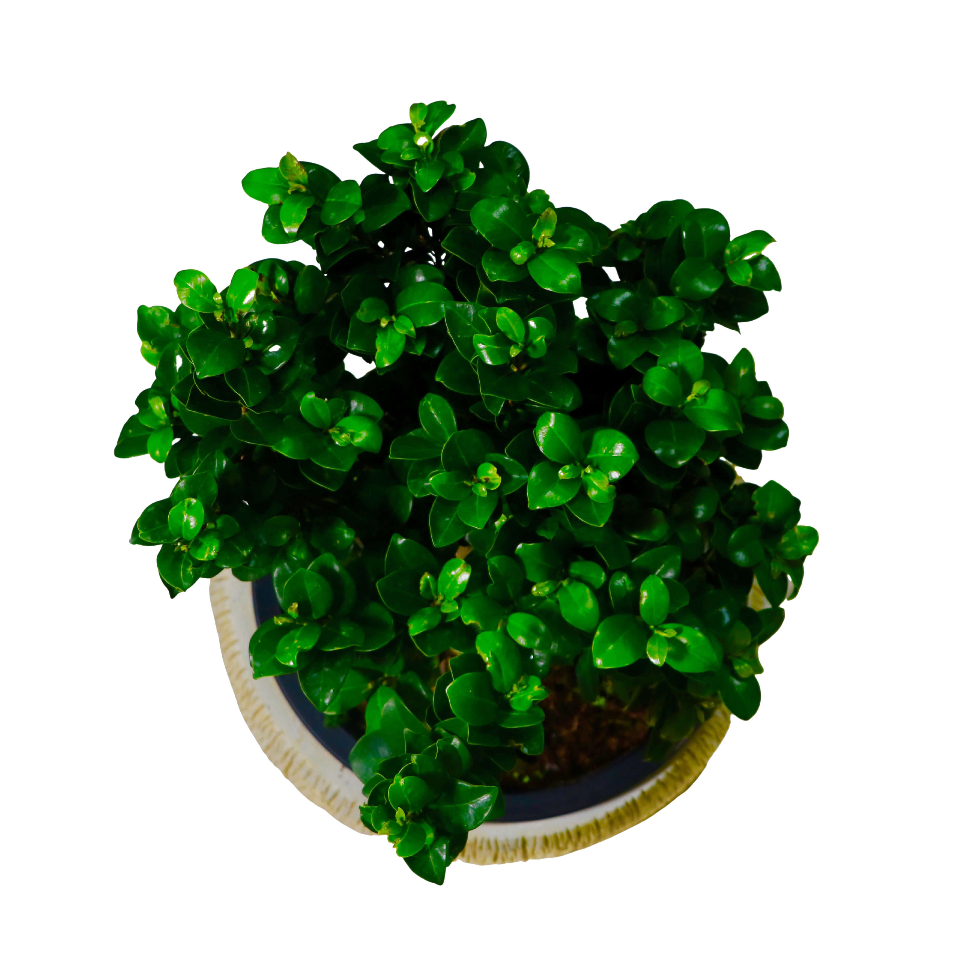 Curtain Fig Bonsai Greenit Qatar