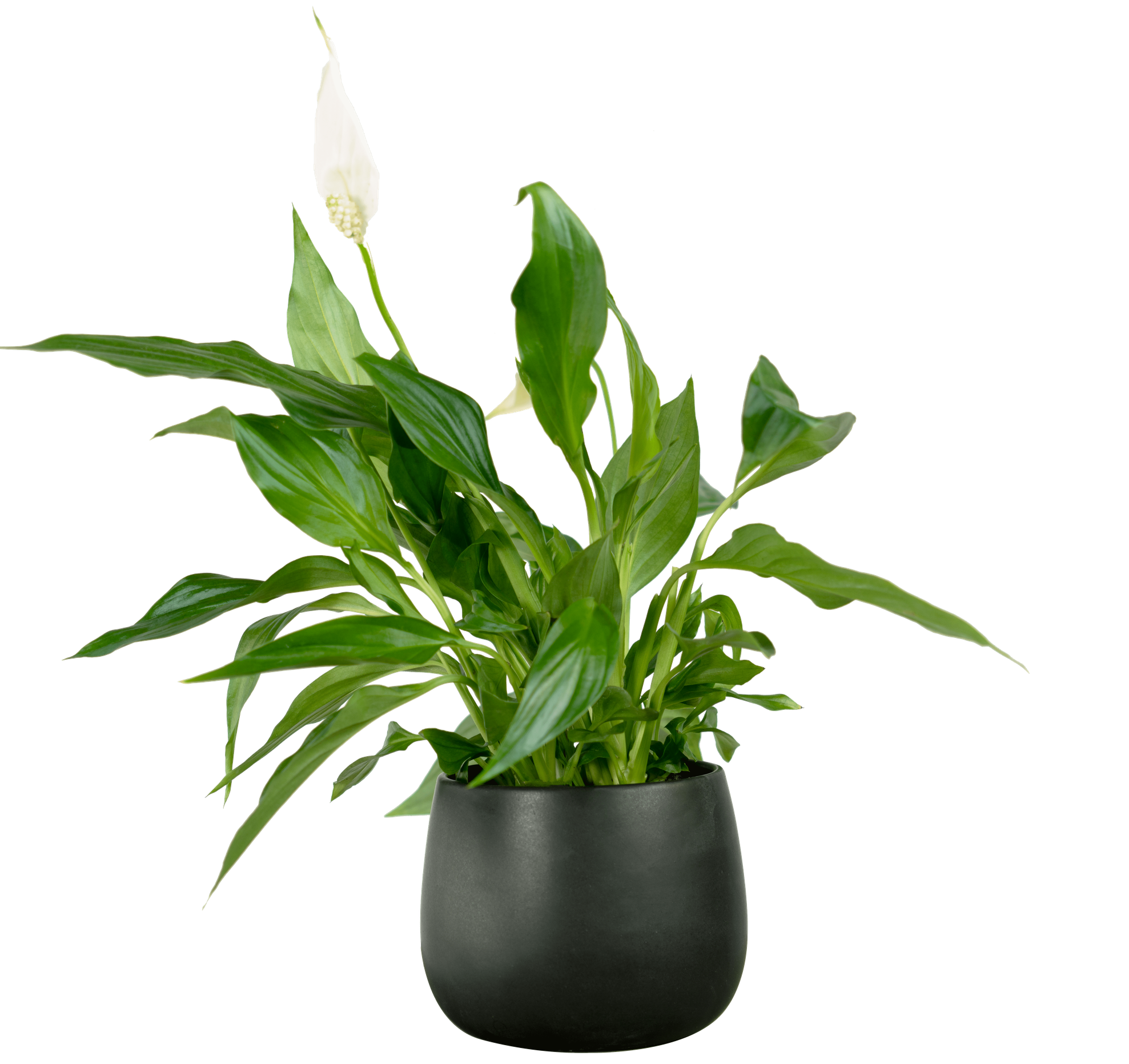 Peace Lily Greenit Qatar
