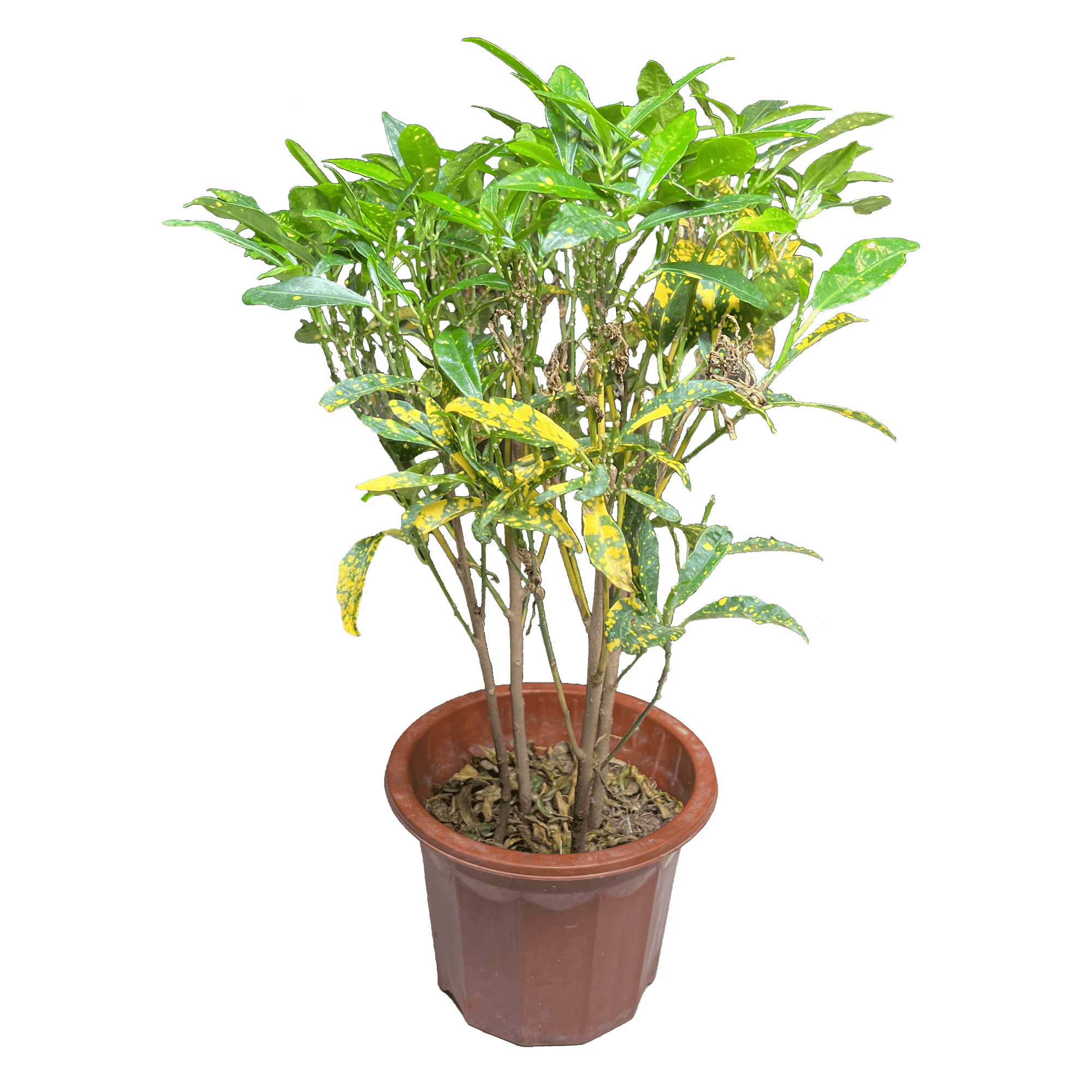 Variegated Croton Greenit Qatar